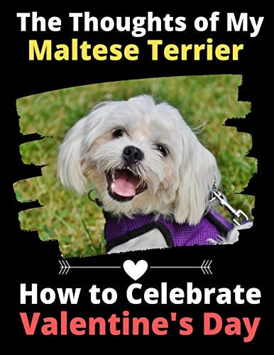 The Thoughts of My Maltese Terrier How to Celebrate Valentine's Day