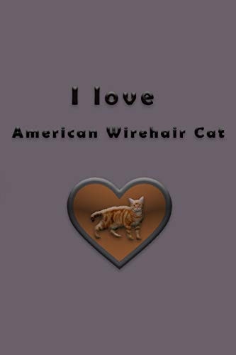 I Love American Wirehair Cat
