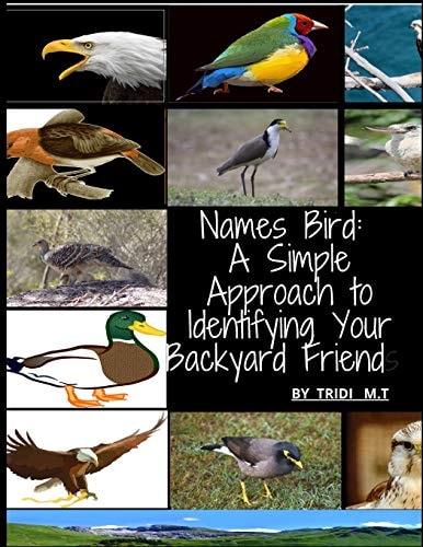 Names Bird A Simple Approach to Identifying Your Backyard Friend