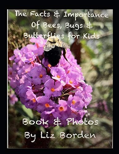 The Facts & Importance Of Bees, Bugs & Butterflies for Kids