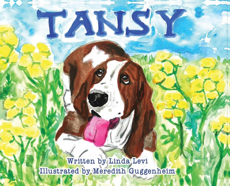 Tansy