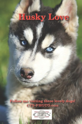 Husky Love Follow Me Visiting These Lovely Dogs!