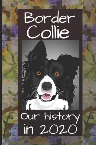Border Collie Our Story In 2020