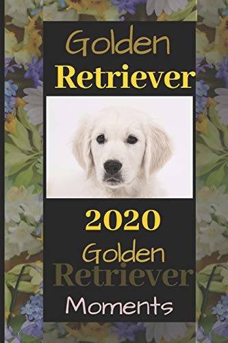 Golden Retriever 2020 Golden Retriever Moments