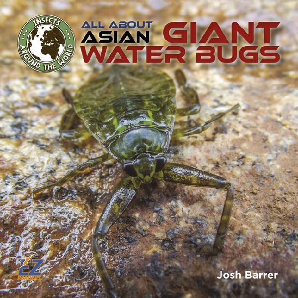 All about Asian Giant Water Bugs
