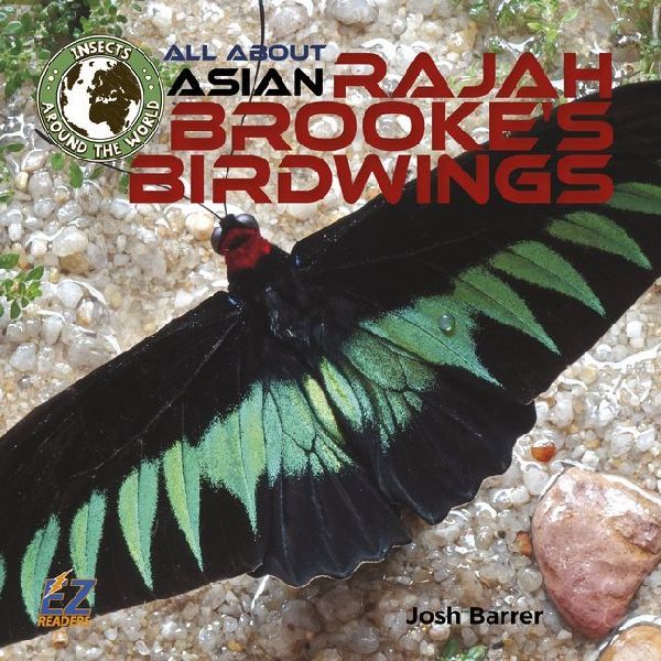 All about Asian Rajah Brooke's Birdwings