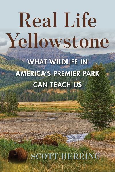 Real Life Yellowstone: What Wildlife in Americas Premier Park Can Teach Us