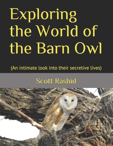 Exploring the World of the Barn Owl (An Intimate Look Into Their Secretive Lives)