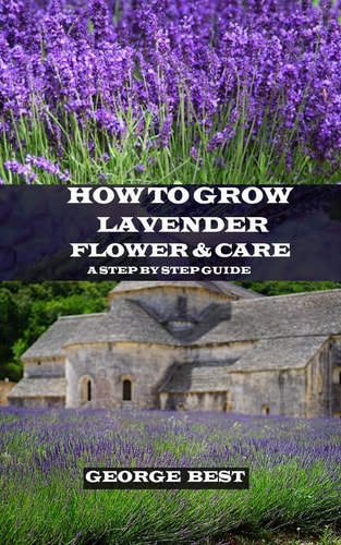 How to Grow Lavender Flower and Care A Step by Step Guide