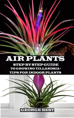 Air Plant Step by Step Guide to Growing Tillandsia + Tips for Indoor Plants