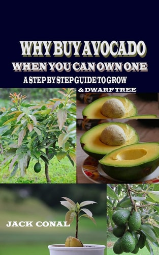 Why Buy Avocado When You Can Own One A Step by Step Guide to Grow & Dwarf Tree