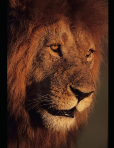 King Jesus Version Essential Revelations