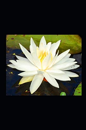 Sins Have No Flowers