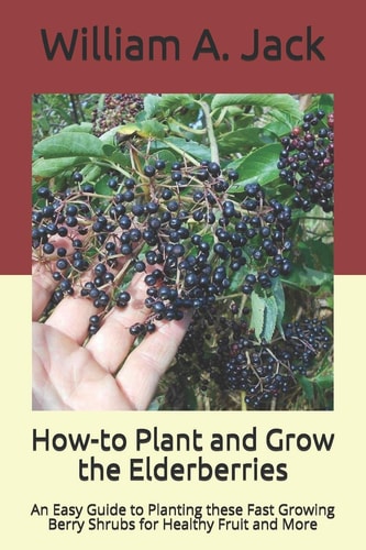 How-to Plant and Grow the Elderberries An Easy Guide to Planting These Fast Growing Berry Shrubs for Healthy Fruit and More