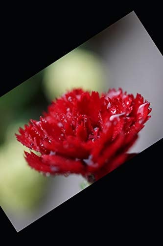 January 2020 Birthday... Garnets, Carnations & Lots of New Year Celebrations!