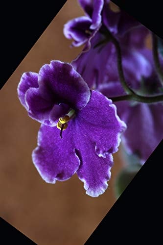 My February 2020 Birthday Violets, Amethysts & Valentines Sweethearts!