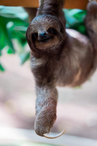Sloth