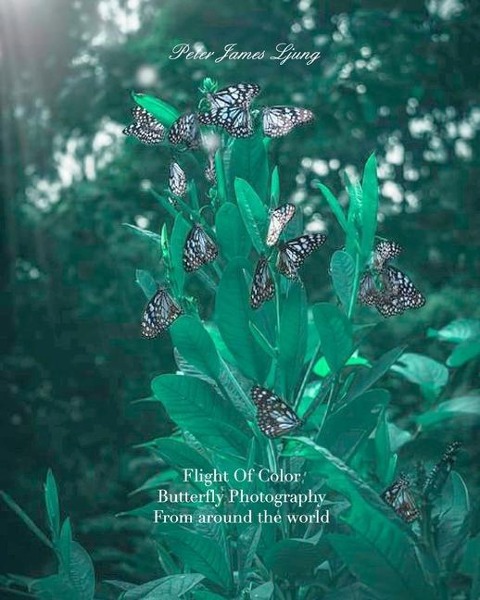 Flight of colorButterfly Photographers: Awsome Pictures of butterflies