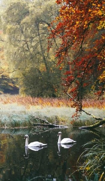 Swans of Faskally: Scotland