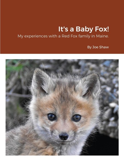 Its a Baby Fox!