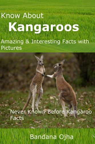 Know about Kangaroos: Amazing and Interesting Facts with Pictures Never Known Before Kangaroo Facts