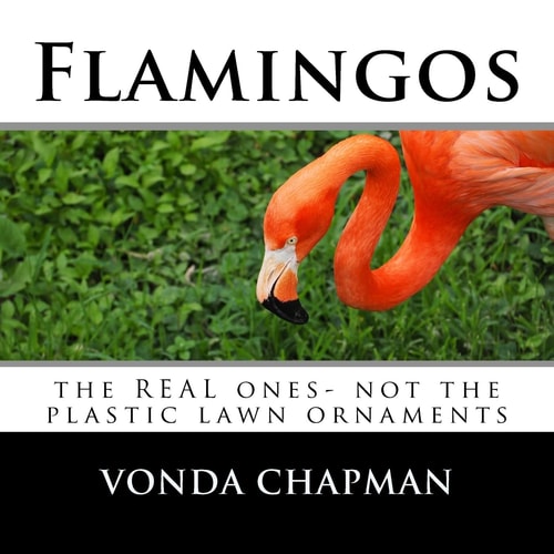 Flamingos The REAL Ones- Not the Plastic Lawn Ornaments