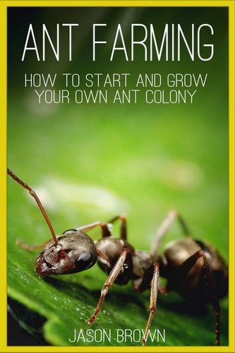 Ant Farming How to Start and Grow Your Own Ant Colony