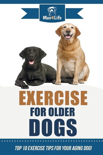 Exercise for Older Dogs Top 10 Exercise Tips for Your Aging Dog!