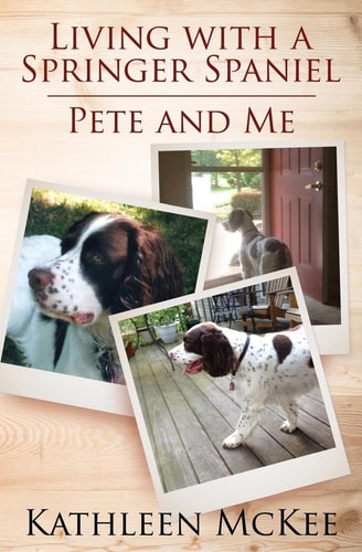 Living with a Springer Spaniel Pete and Me