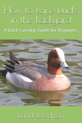 How to Raise Ducks in the Backyard A Duck Farming Guide for Beginners