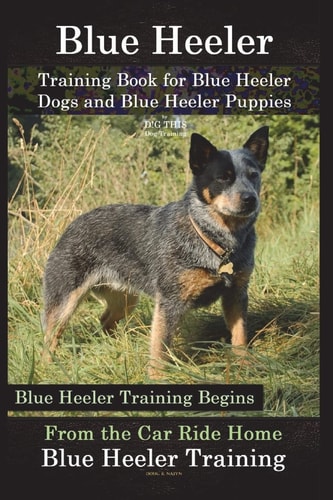 Blue Heeler Training Book for Blue Heeler Dogs and Blue Heeler Puppies By D!G THIS Dog Training Blue Heeler Training Begins From the Car Ride Home Blue Heeler Training