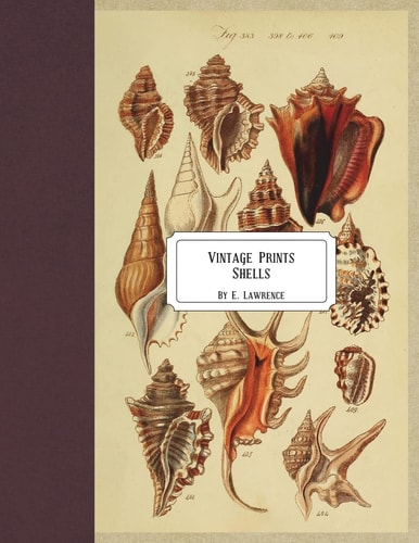 Vintage Prints Shells
