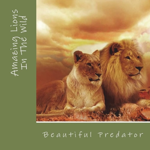 Amazing Lions In The Wild Beautiful Preditors