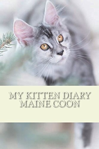 My Kitten Diary Maine Coon