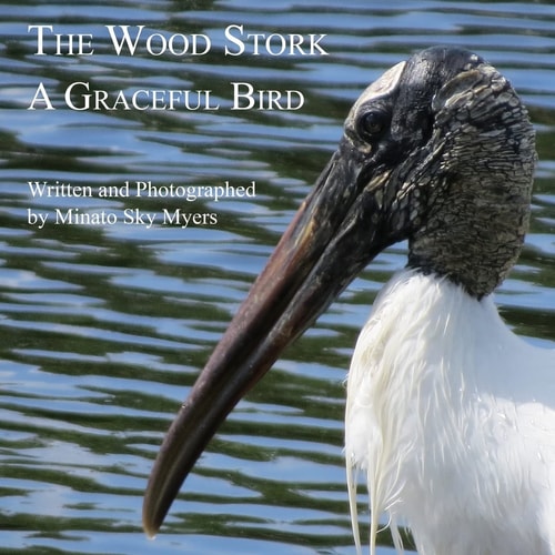 The Wood Stork A Graceful Bird