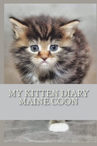 My Kitten Diary Maine Coon