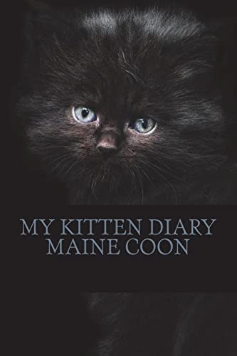 My Kitten Diary Maine Coon