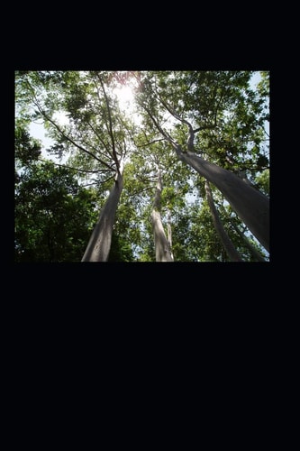 100 Poems For Conscious Humans