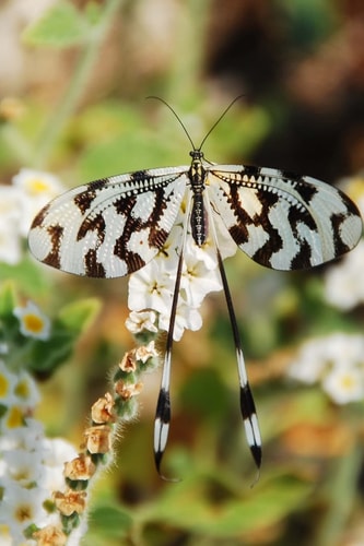 Butterflys