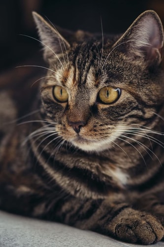 Fierce Cat