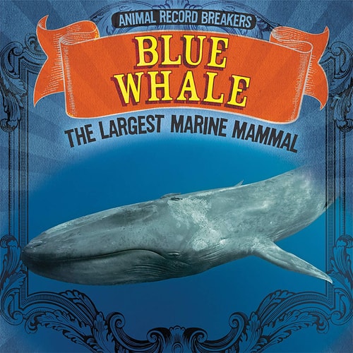 Blue Whale The Largest Marine Mammal