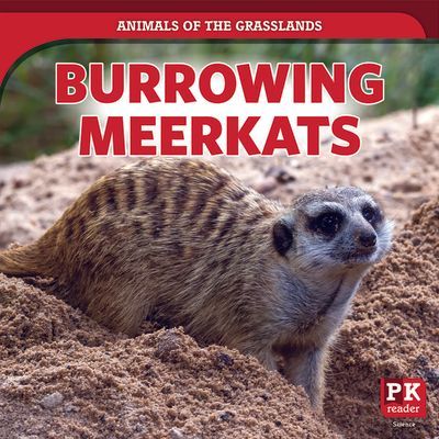 Burrowing Meerkats