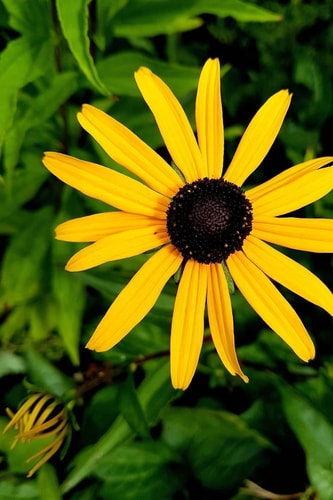Yellow Diasy