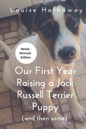 Our First Year Raising a Jack Russell Terrier (and Then Some)