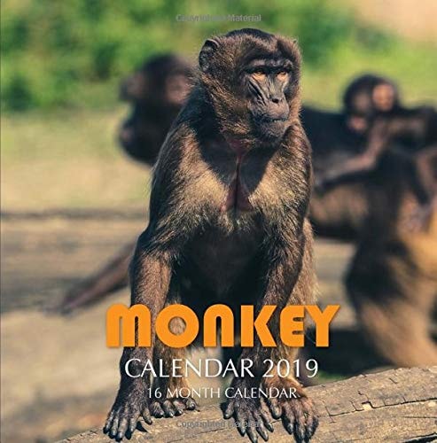 Monkey Calendar 2019 16 Month Calendar