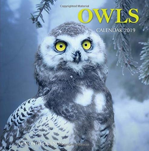 Owls Calendar 2019 16 Month Calendar