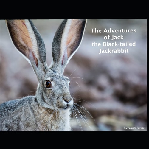 The Adventures of Jack the Black-Tailed Jackrabbit