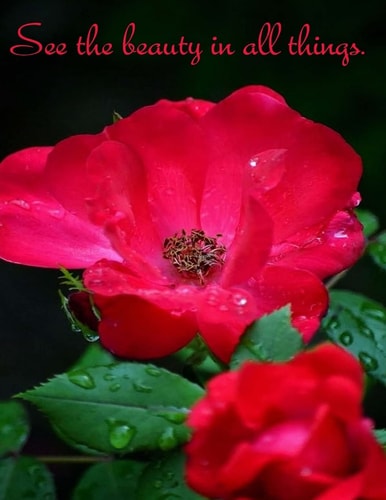 See the Beauty in All Things - a Notebook