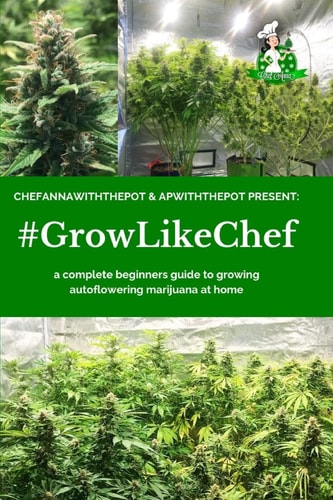 #Growlikechef A Complete Beginners Guide to Growing Autoflowering Marijuana at Home