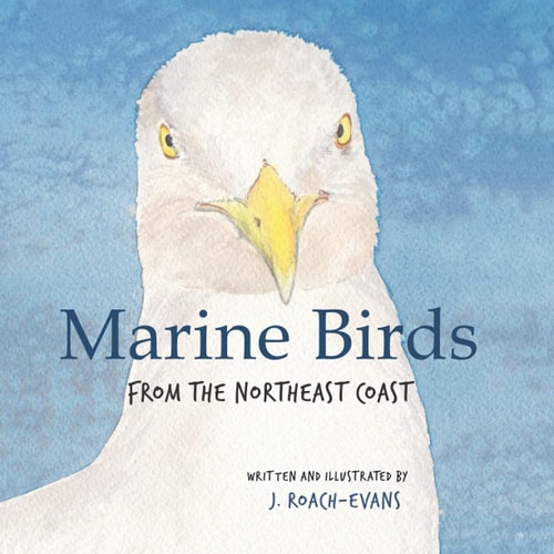 Marine Birds From the Northeast Coast